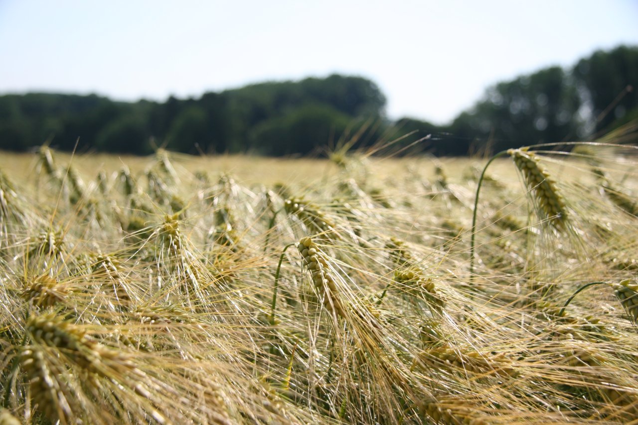 Gütersloh: 10 ha Ackerland zu verkaufen 