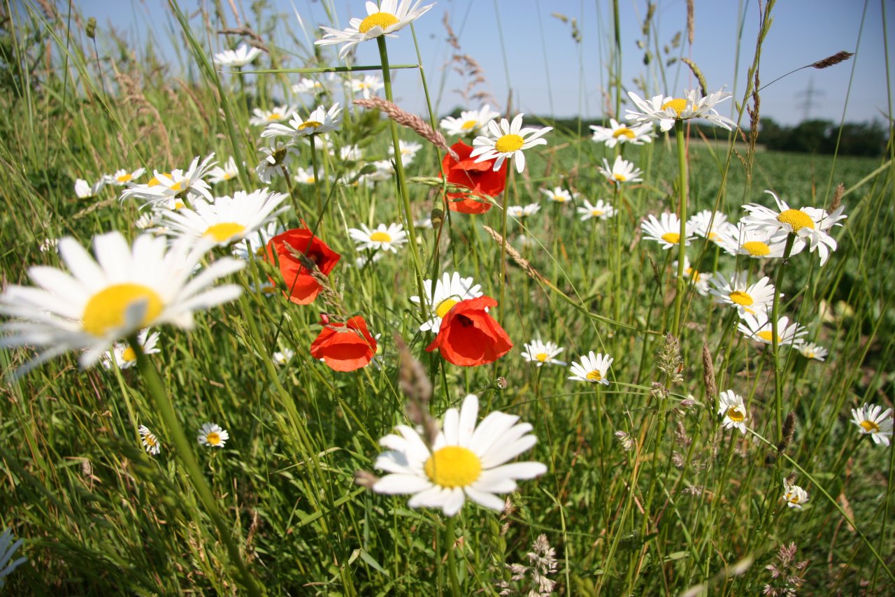 Karlsruhe: Musteranzeige 