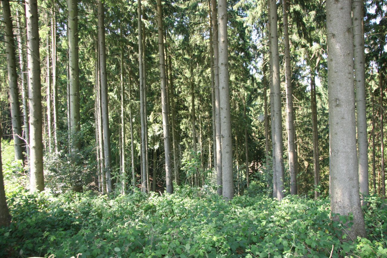 Münster: Musteranzeige 